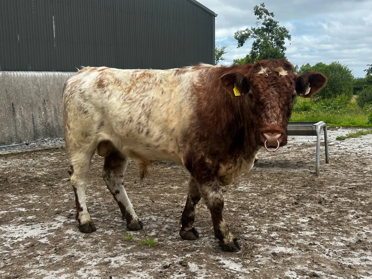 5 Star Shorthorn Bull - Image 2