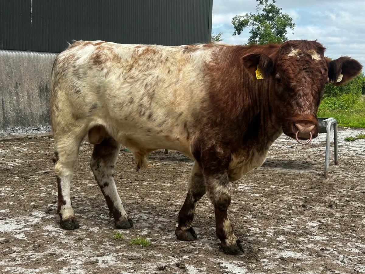 5 Star Shorthorn Bull - Image 3