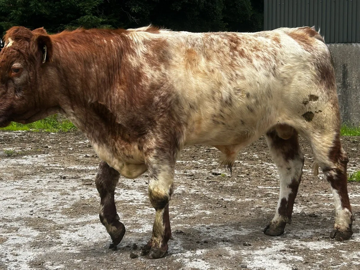 5 Star Shorthorn Bull - Image 4
