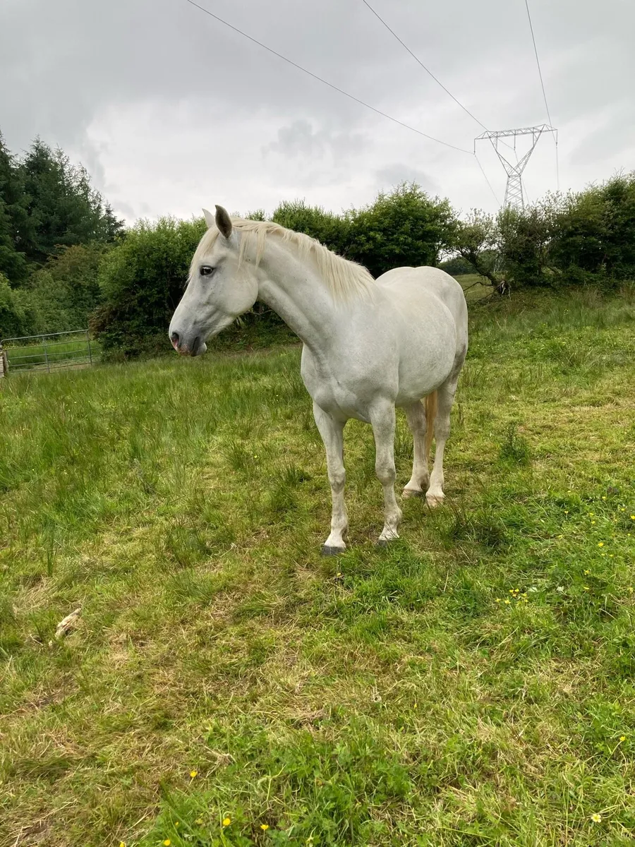 Irish Draught mare - Image 1