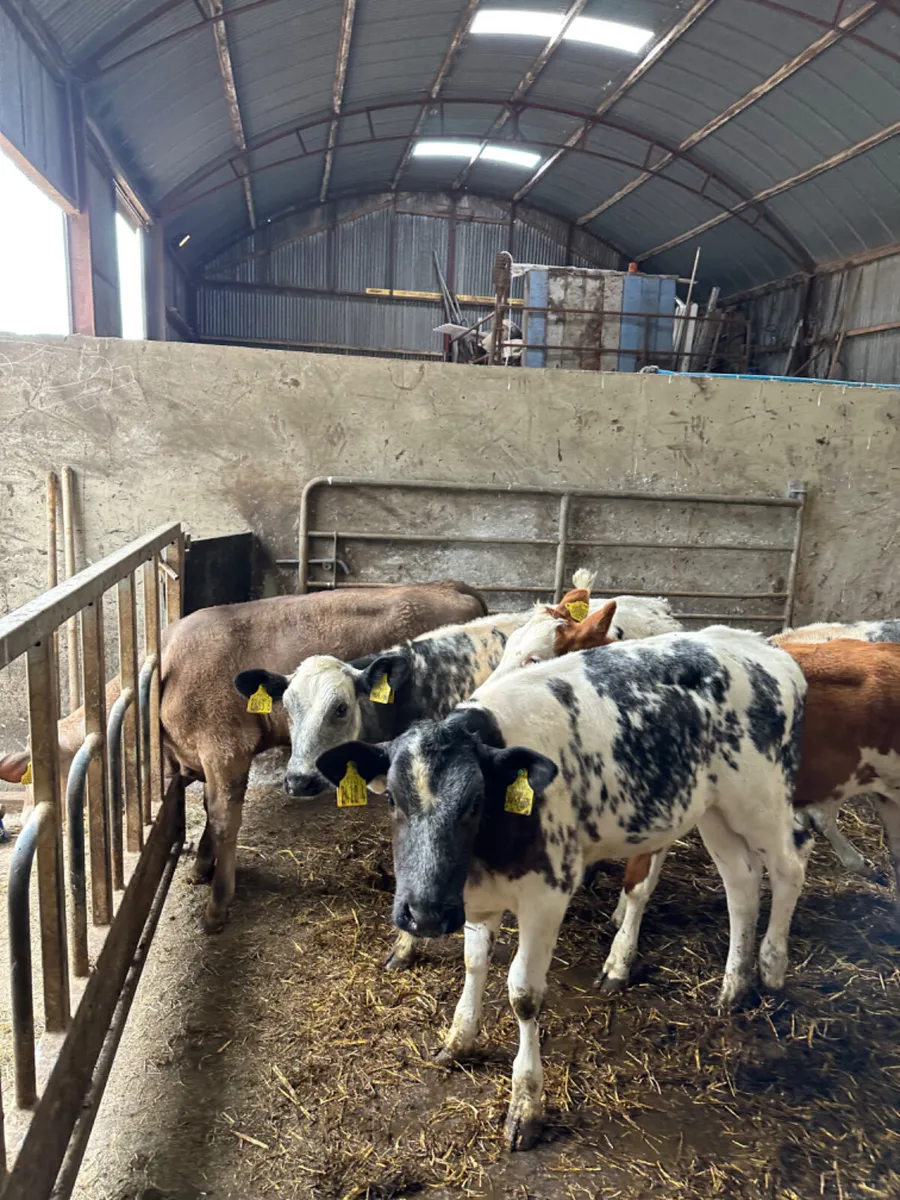 Blue Charolais and Simmental heifers - Image 2