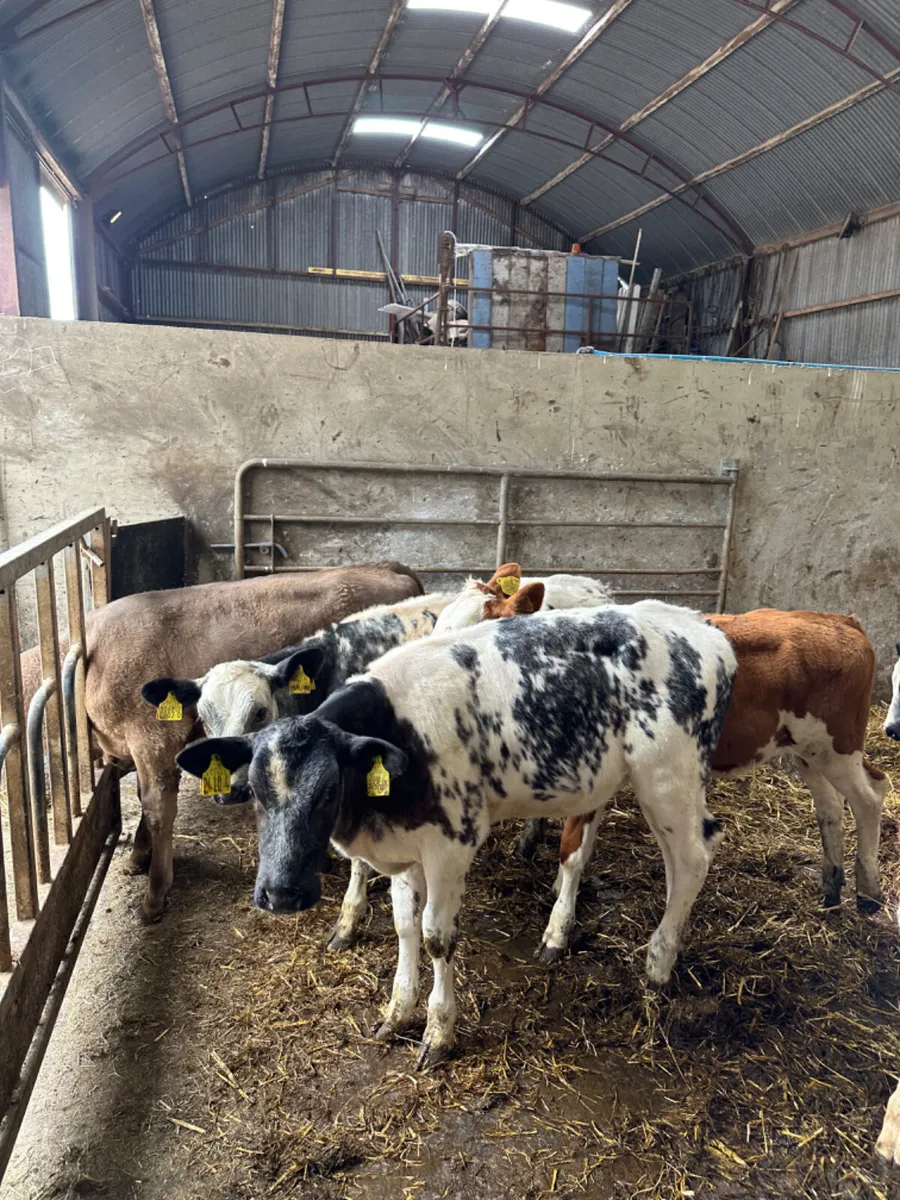 Blue Charolais and Simmental heifers - Image 4