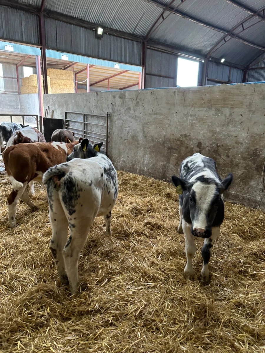 Blue Charolais and Simmental heifers - Image 3