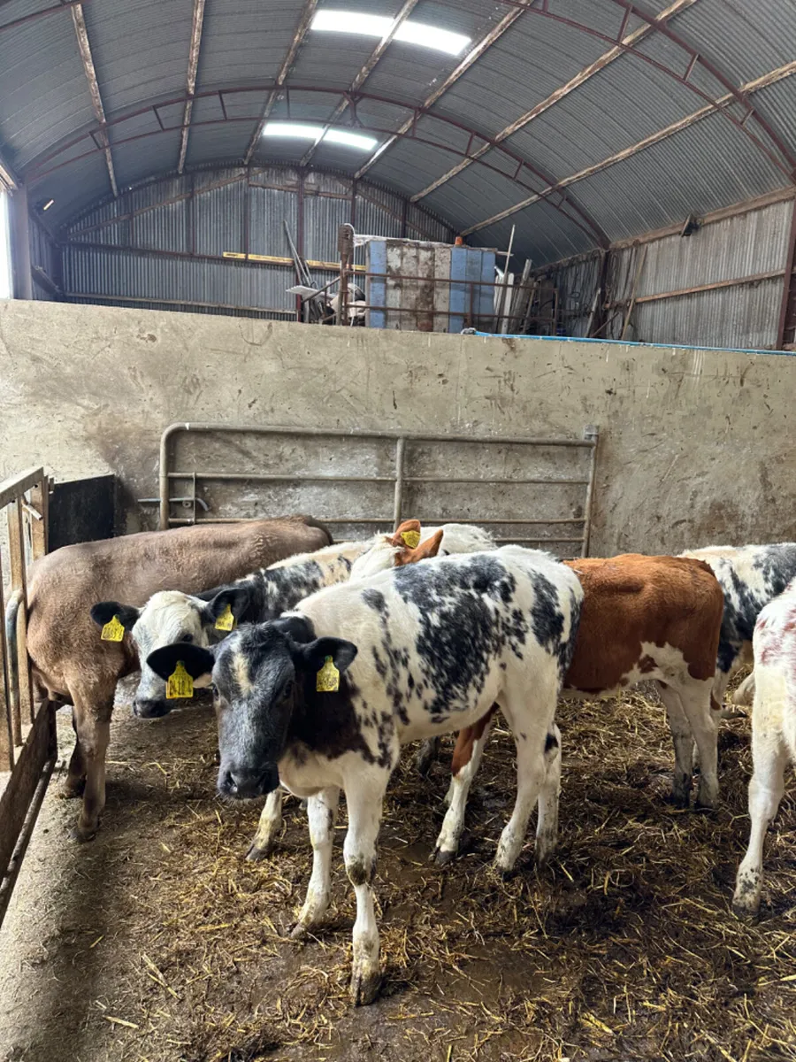 Blue Charolais and Simmental heifers - Image 1