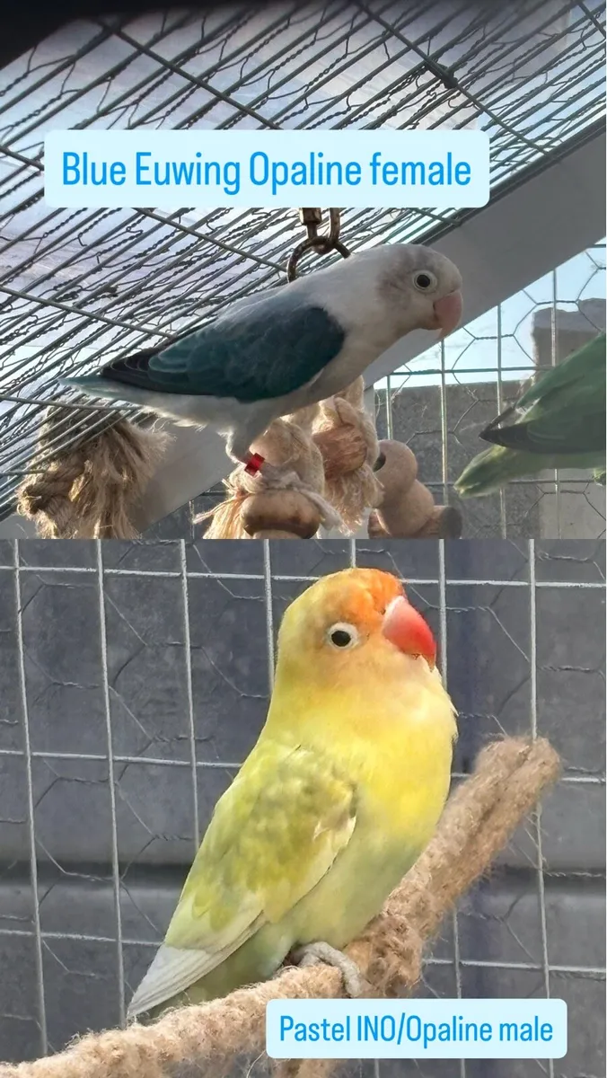 Opaline Fischer Lovebird! Breeding Pairs Available - Image 2
