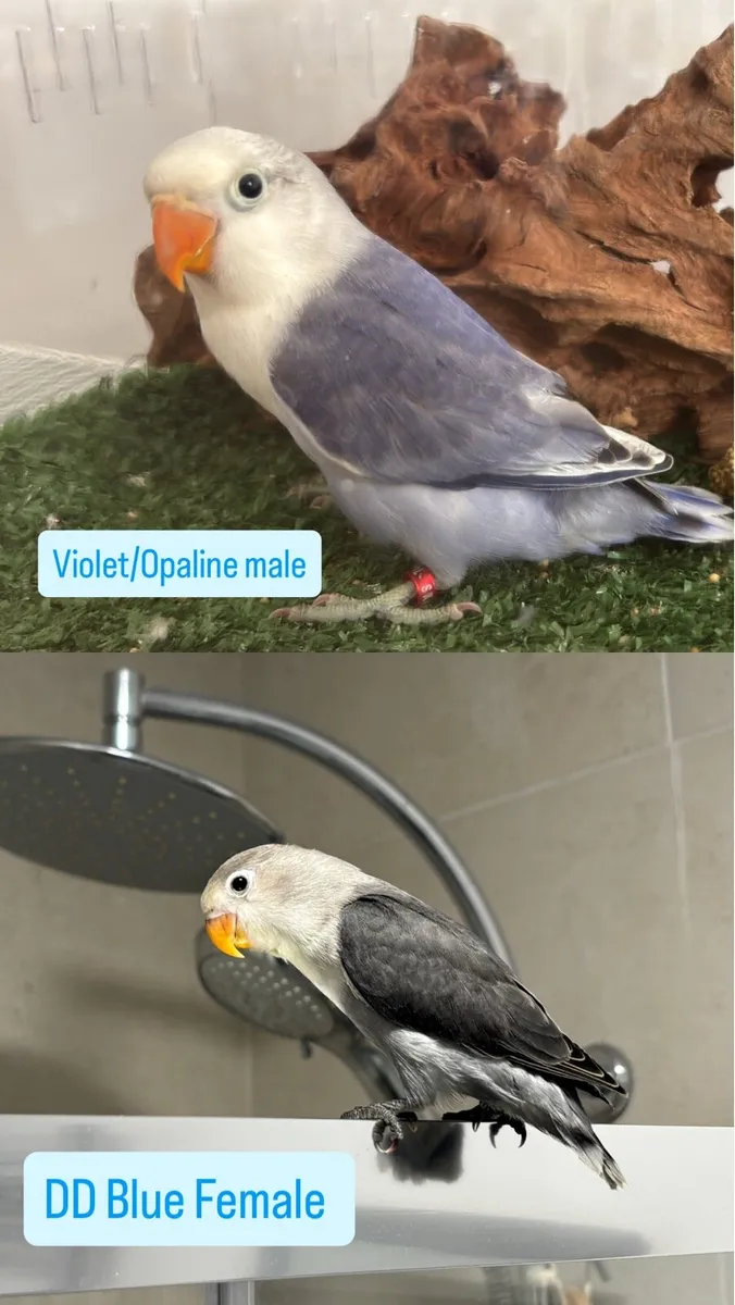 Opaline Fischer Lovebird! Breeding Pairs Available - Image 3
