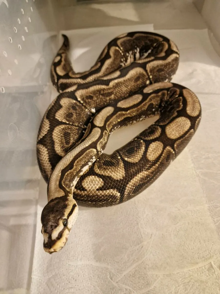Ball python