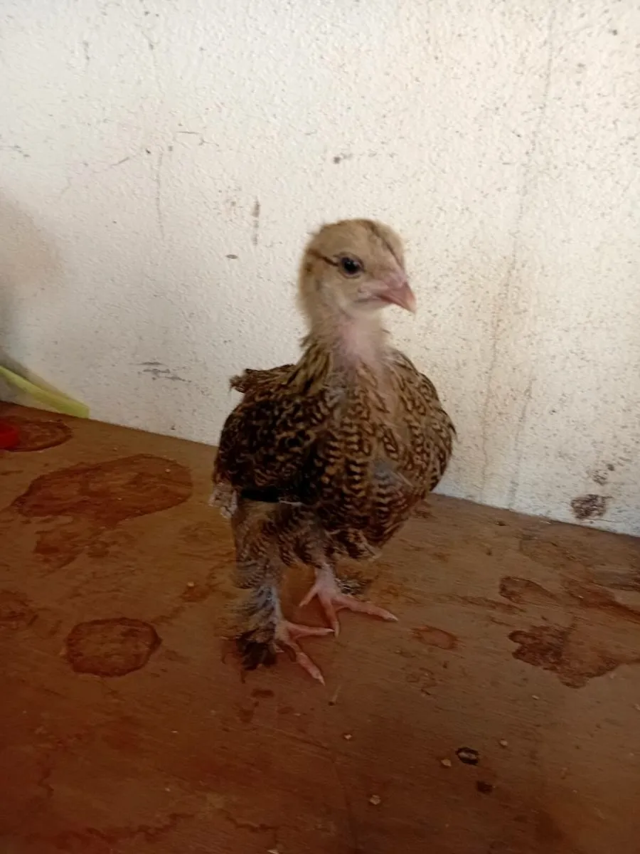 Chicks ,eggs,growers and hens - Image 2