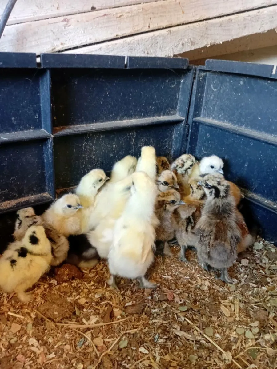 Chicks ,eggs,growers and hens - Image 3