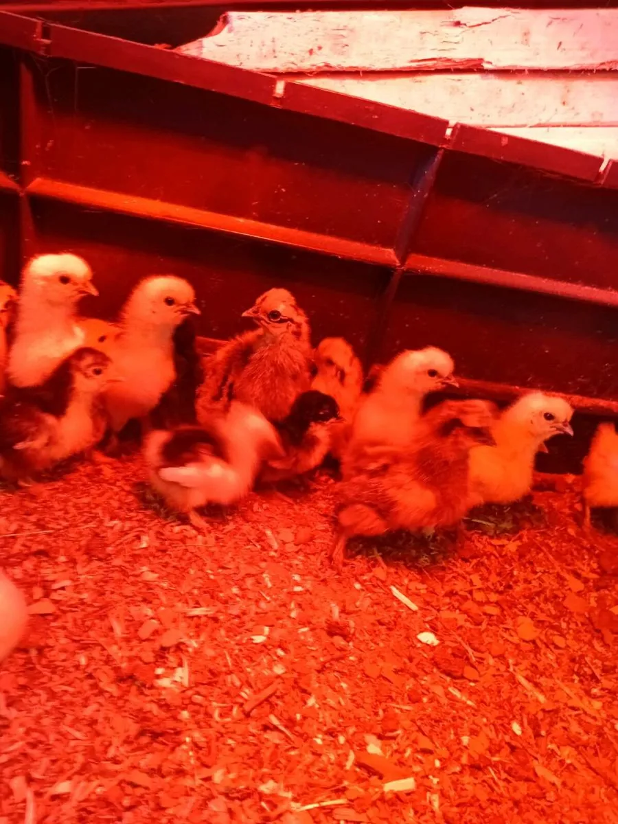 Chicks ,eggs,growers and hens - Image 4