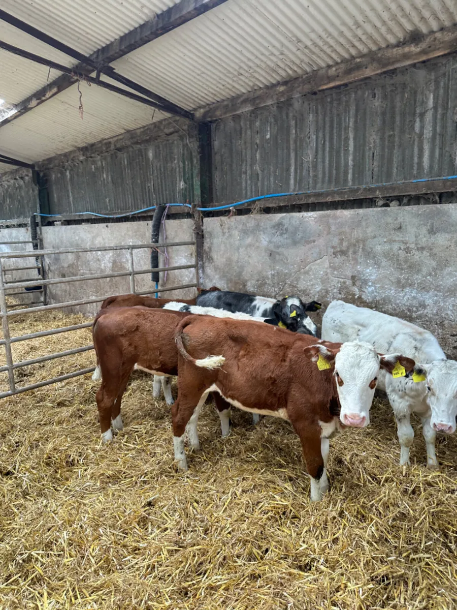 Heifers - Image 1