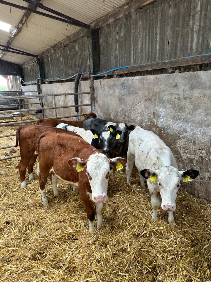 Heifers - Image 3