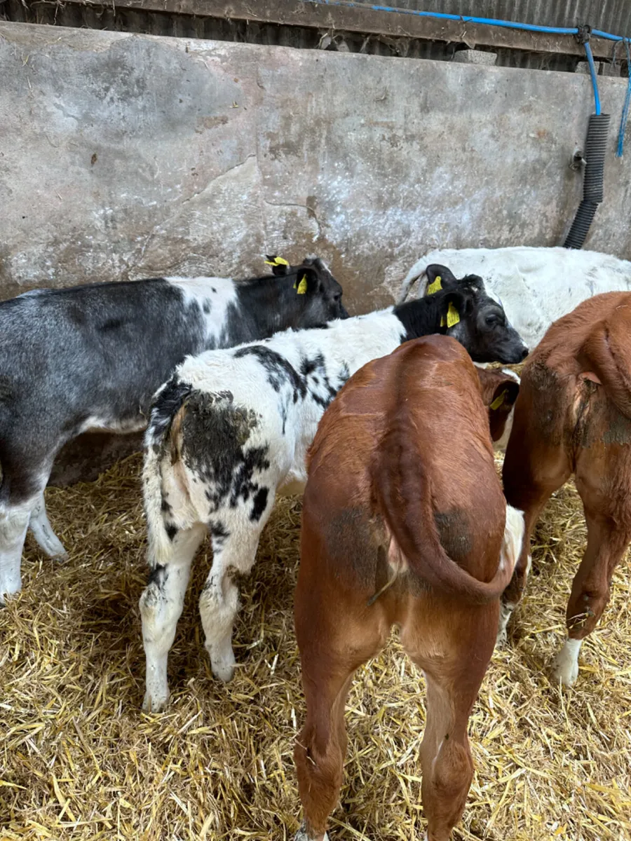 Heifers - Image 4