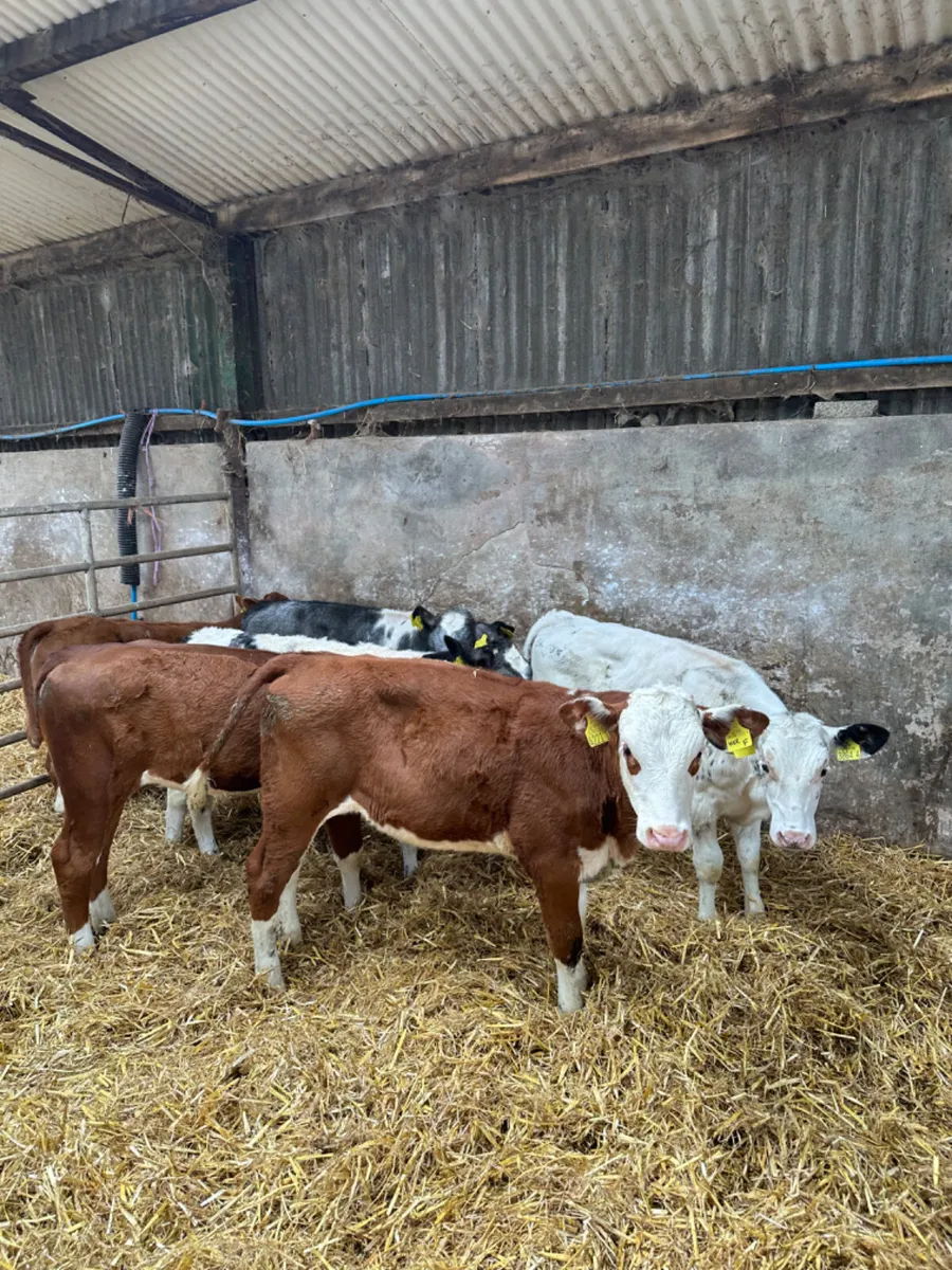 Heifers - Image 2