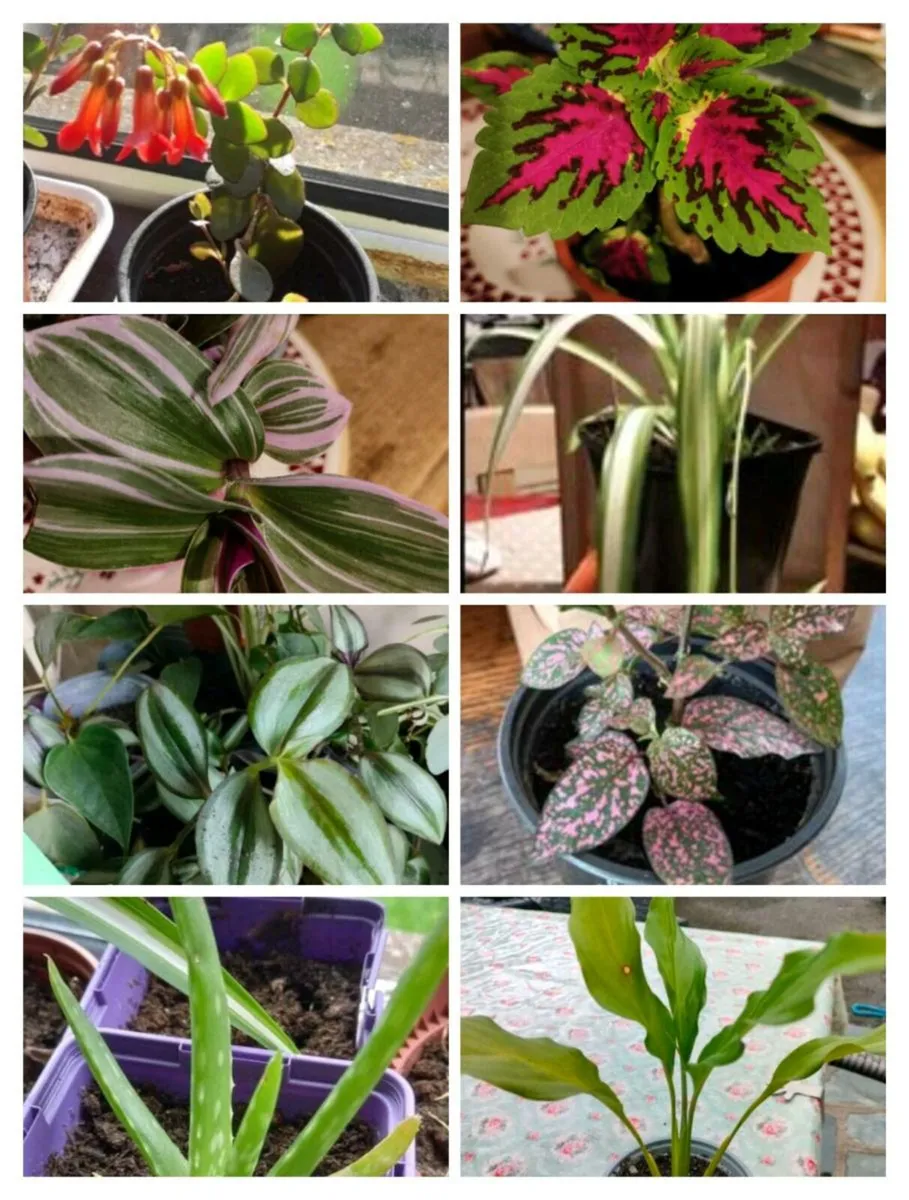 House plants Air purifiers and more. - Image 1
