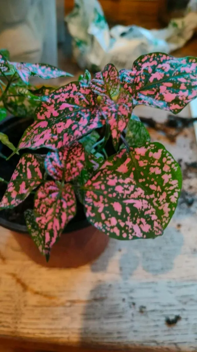 House plants Air purifiers and more. - Image 2