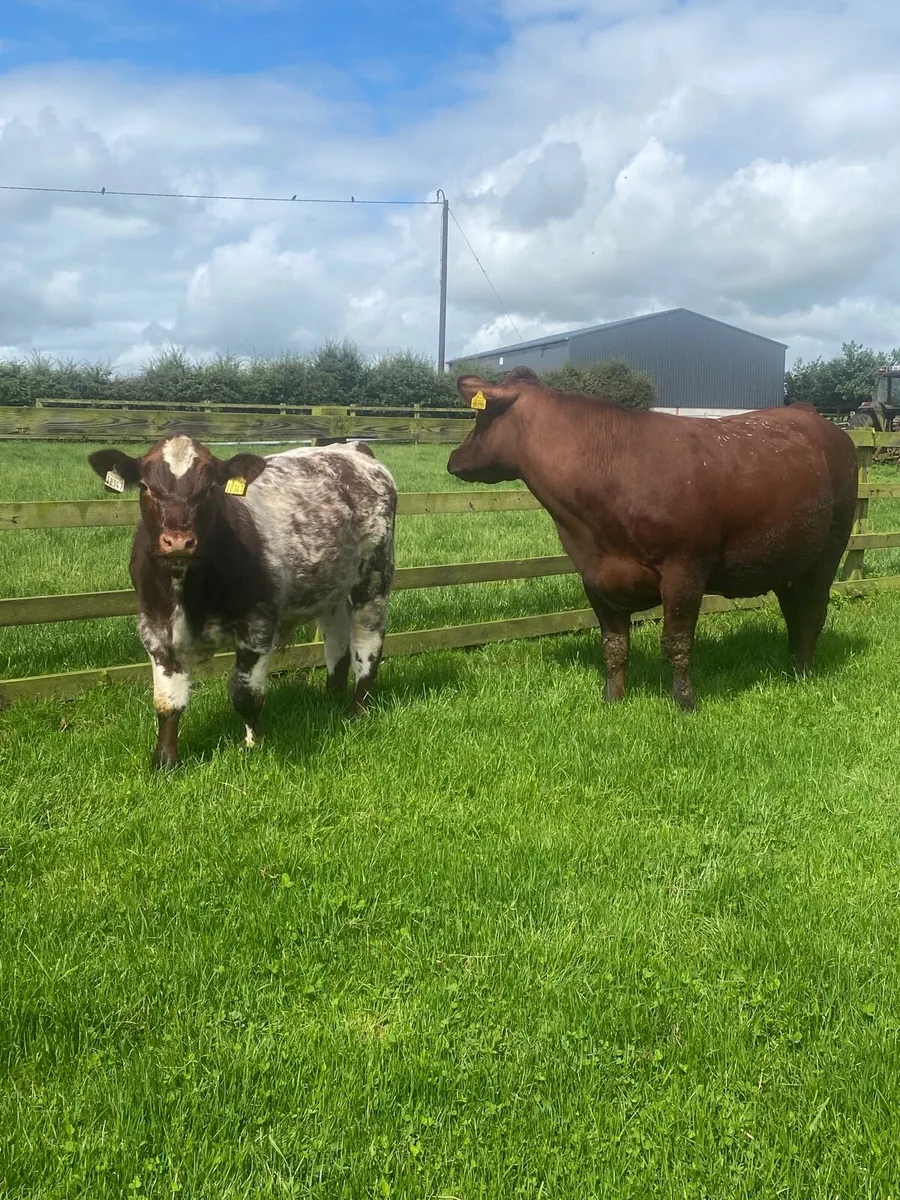 Pedigree Shorthorn with Bull calf at foot - Image 1