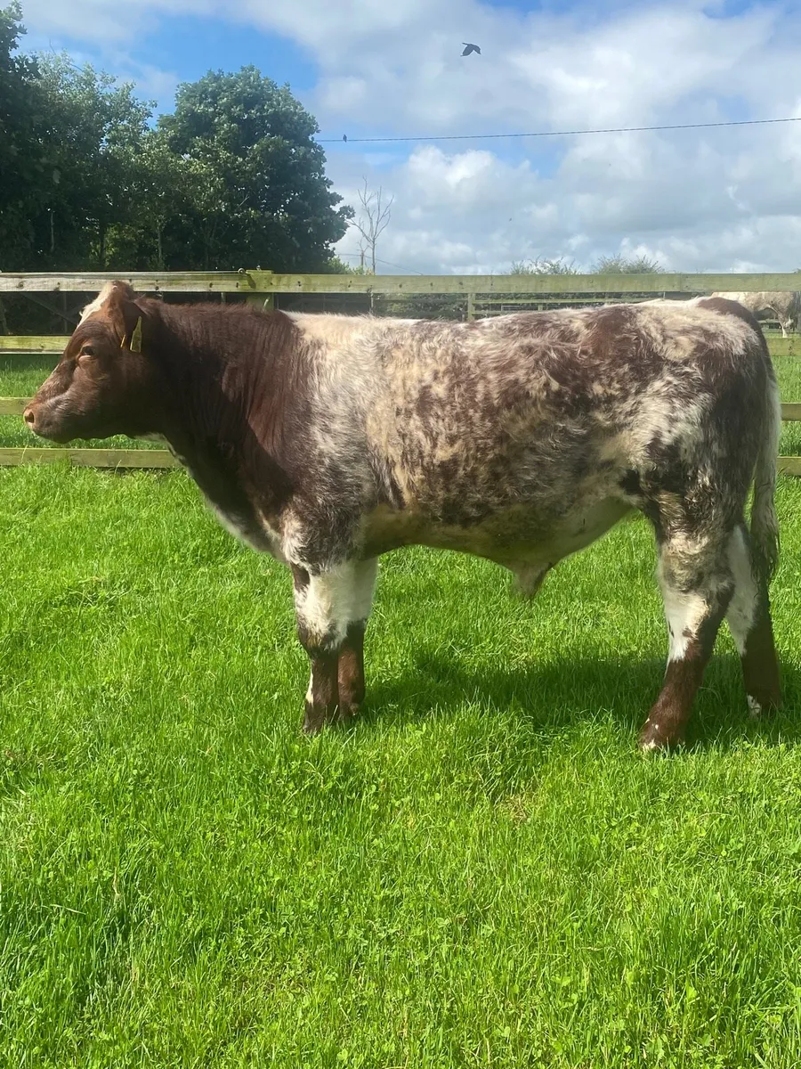 Pedigree Shorthorn with Bull calf at foot - Image 2