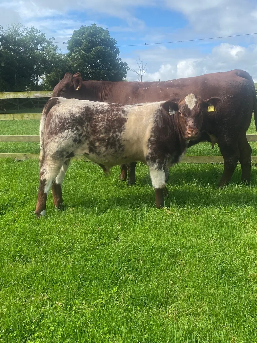 Pedigree Shorthorn with Bull calf at foot - Image 3