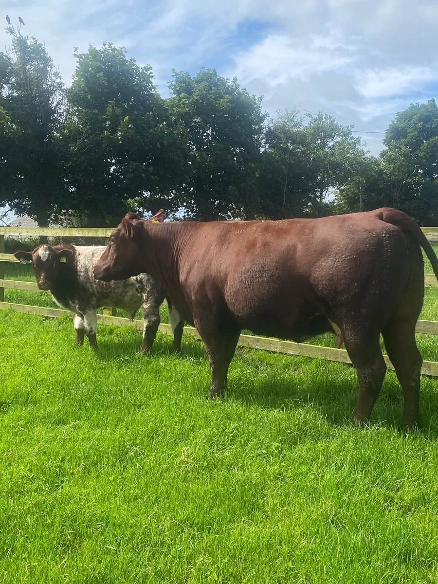 Pedigree Shorthorn with Bull calf at foot - Image 4