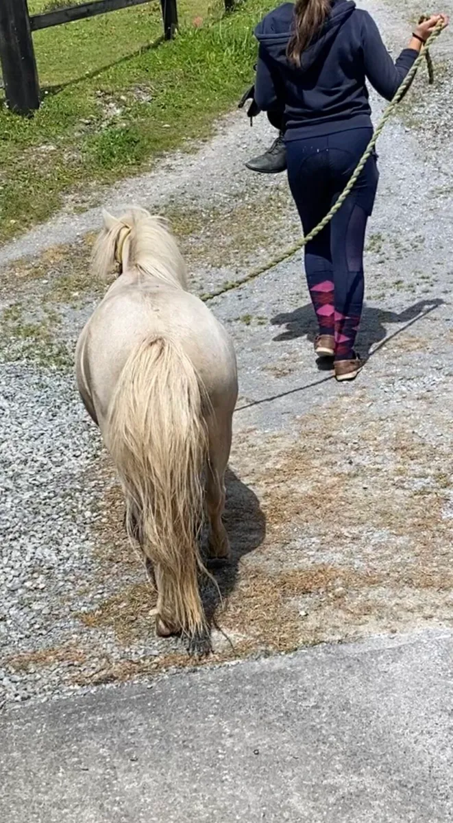 VERY SPECIAL MINIATURE HORSE ( TINY)! - Image 4