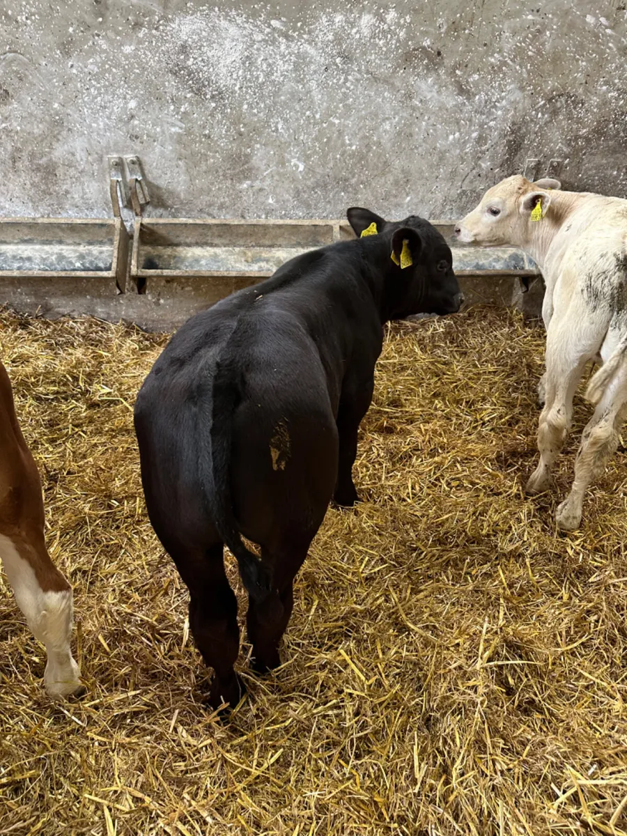 Bulls - Image 2