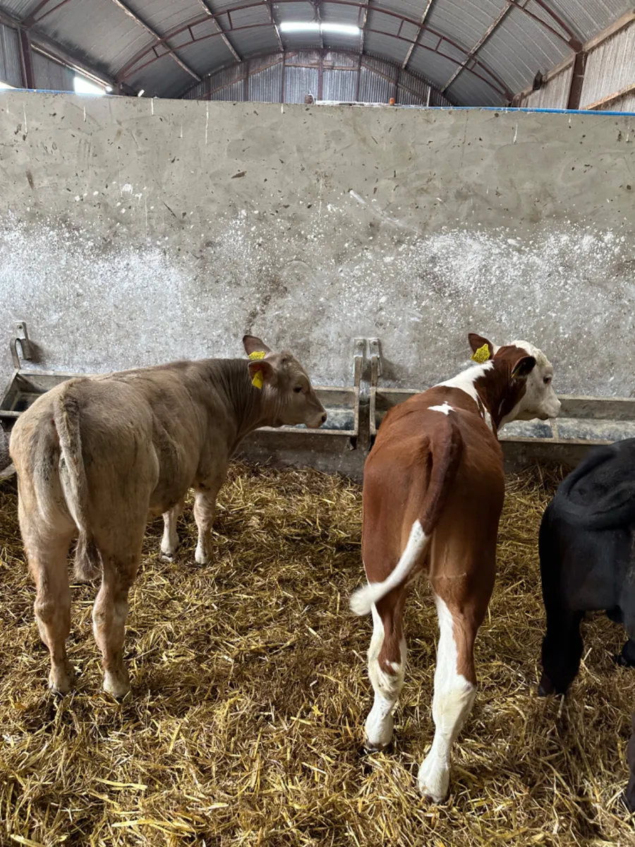 Bulls - Image 4