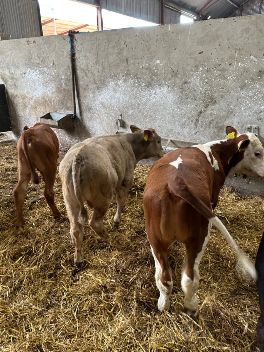 Bulls - Image 3