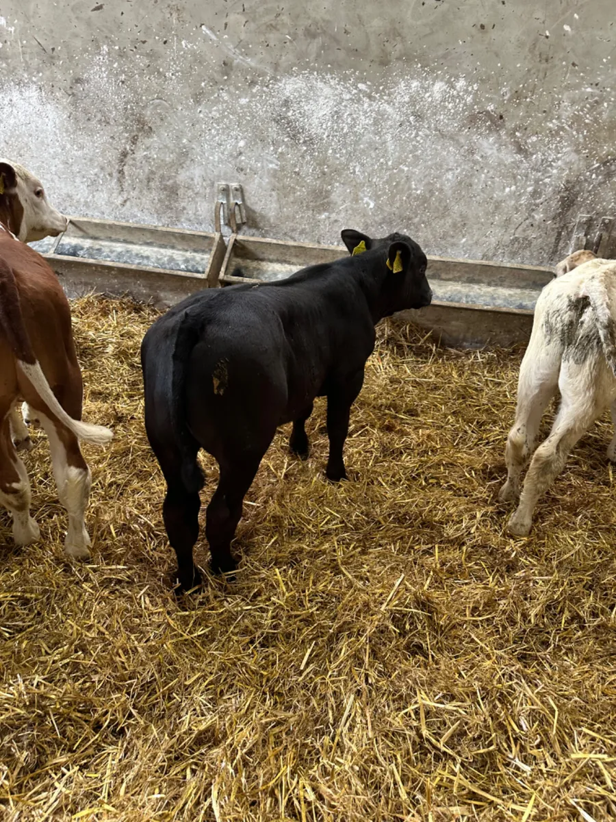 Bulls - Image 1