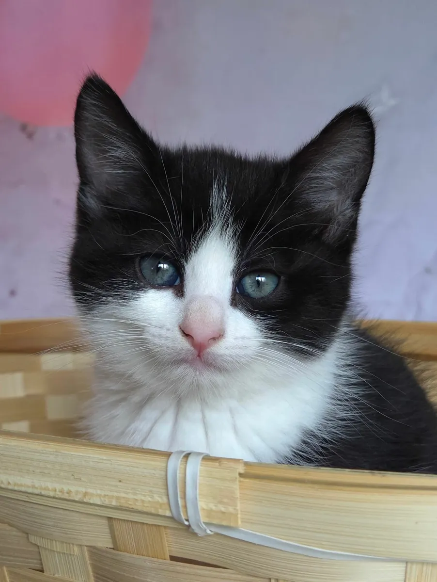 Kittens For Sale - Image 2