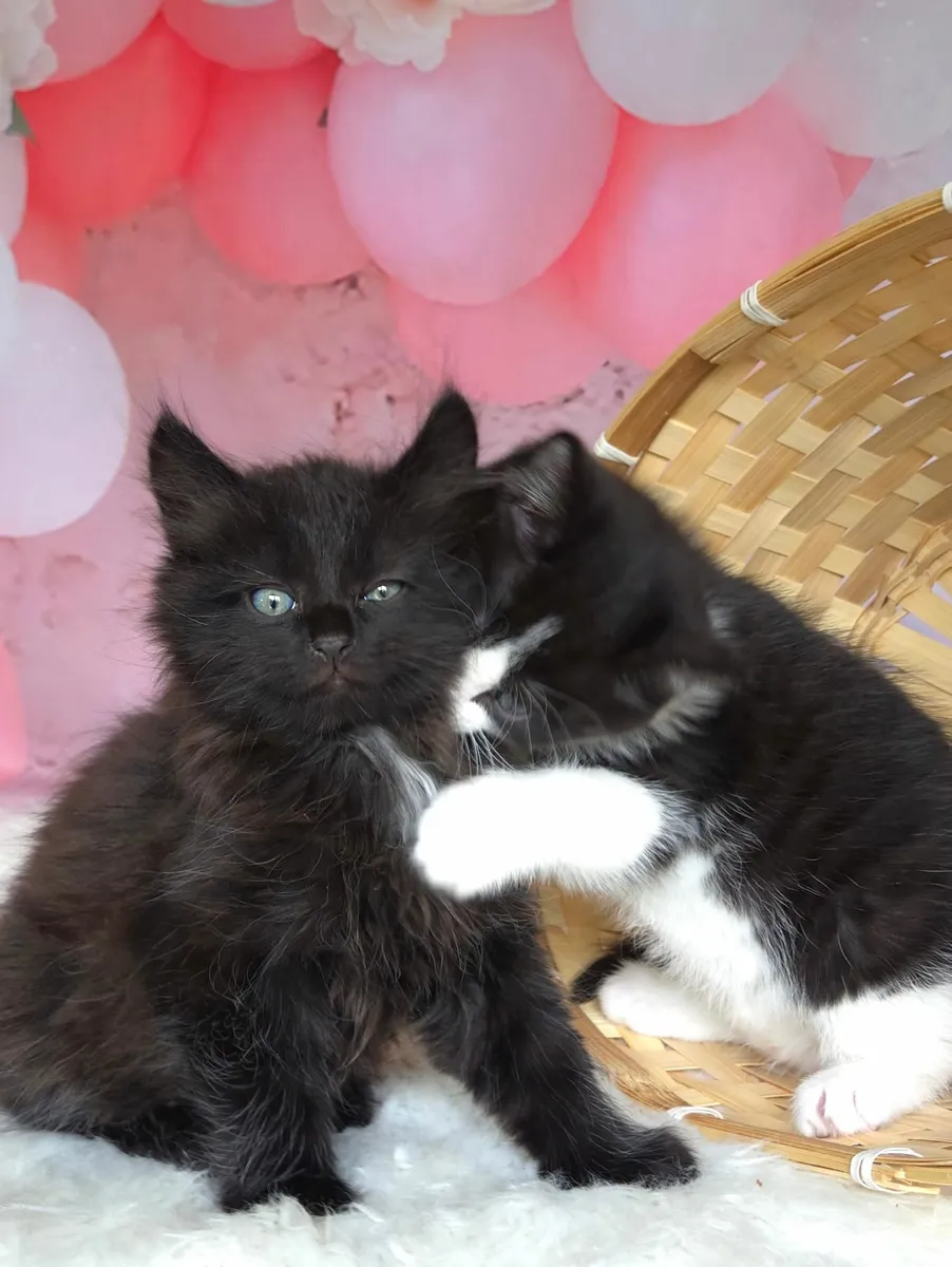 Kittens For Sale - Image 4