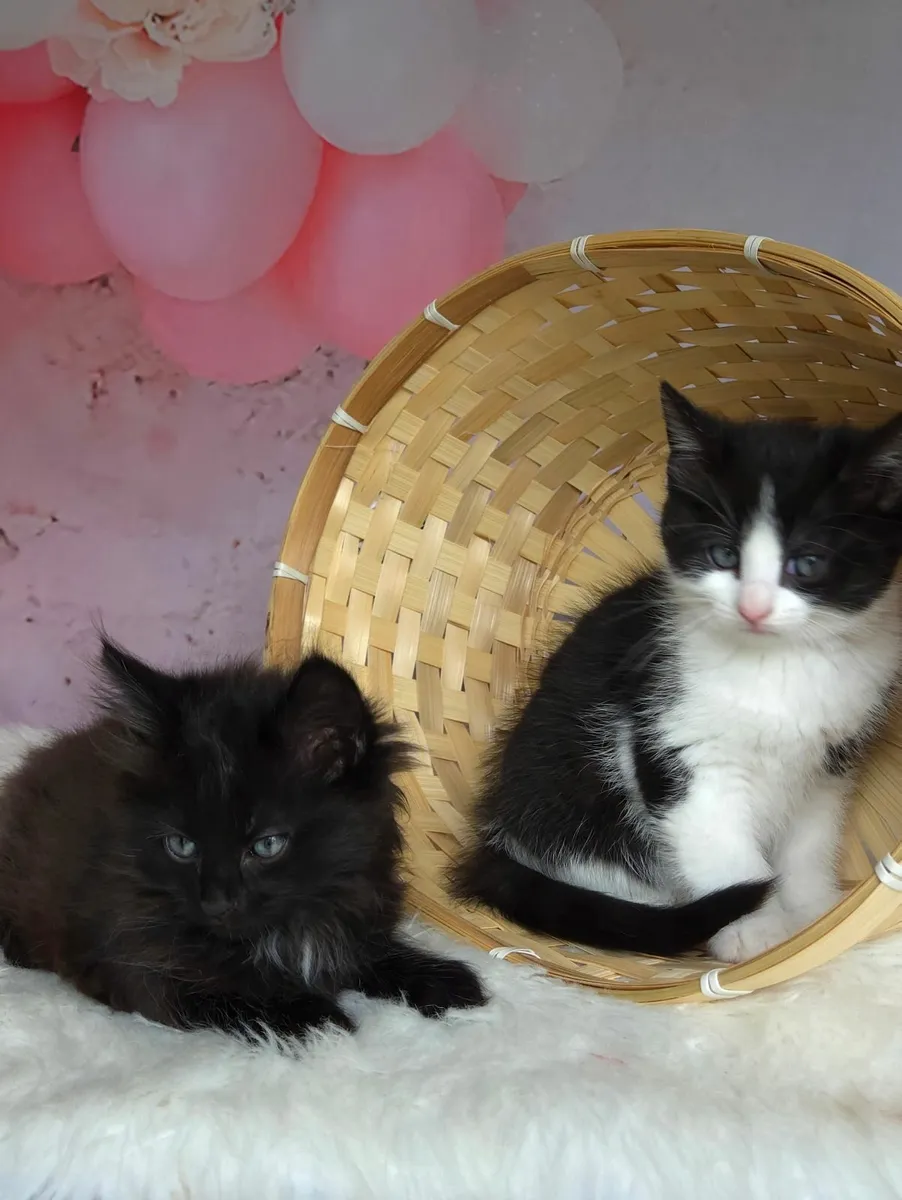 Kittens For Sale - Image 1