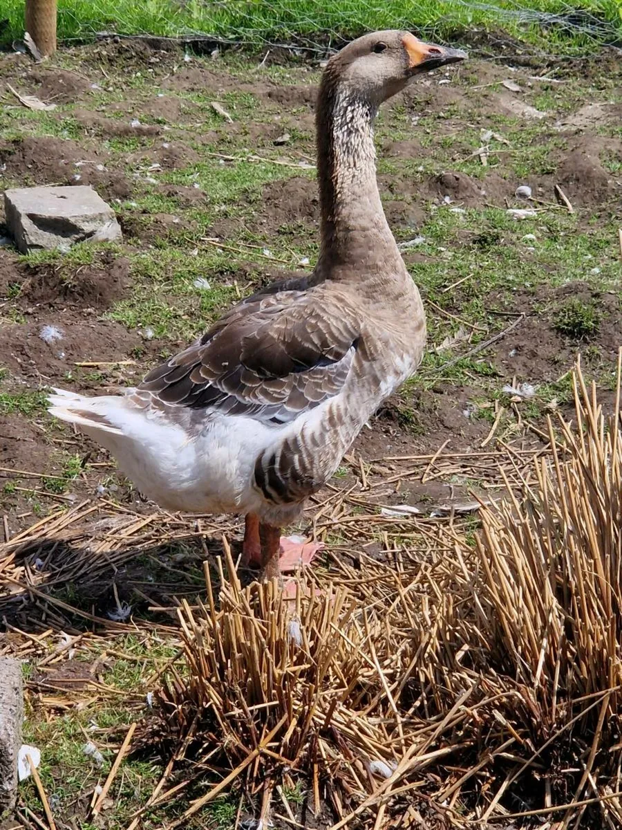 Day old chicks & geese - Image 4