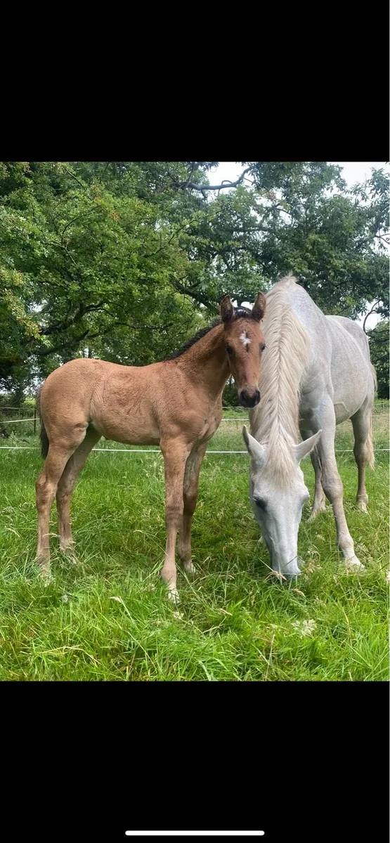 Traditional dun filly ☘️ - Image 1
