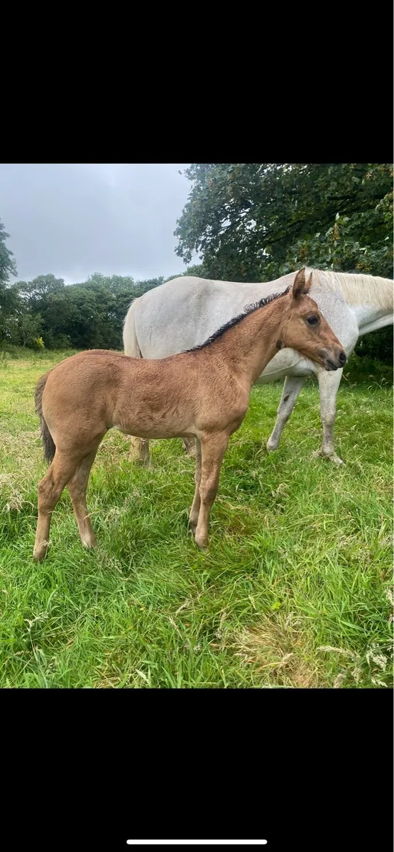 Traditional dun filly ☘️ - Image 2