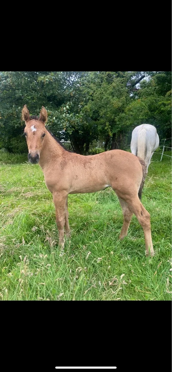 Traditional dun filly ☘️ - Image 3