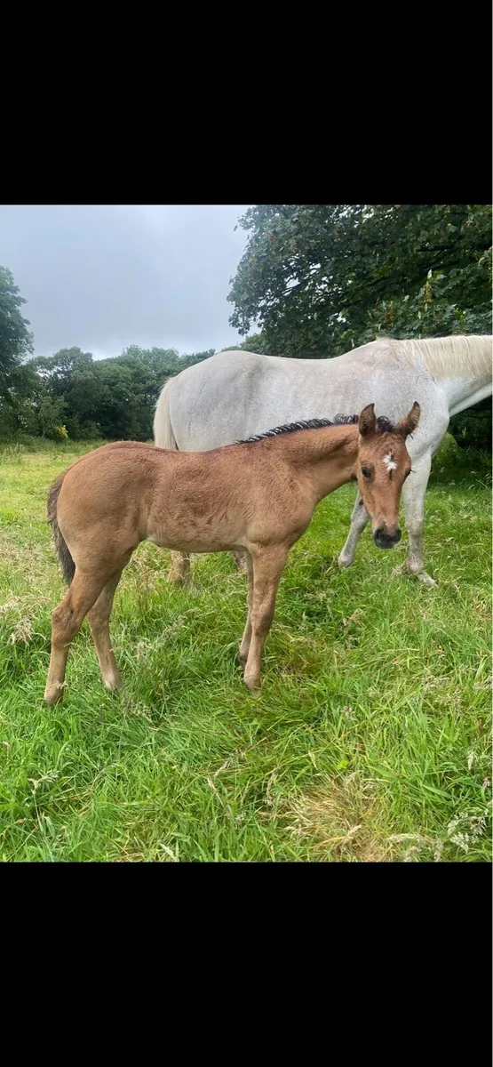 Traditional dun filly ☘️ - Image 4