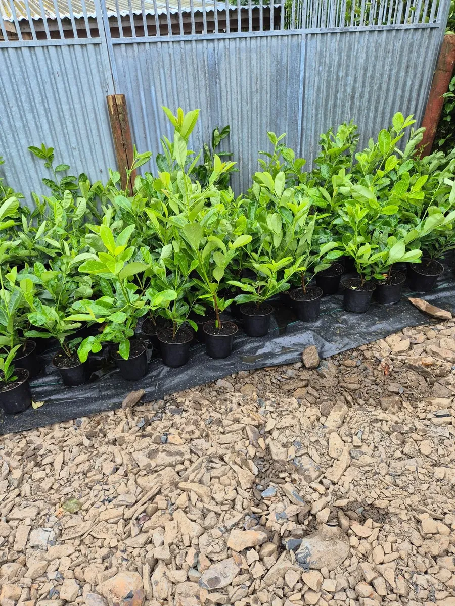 Box Hedging - Image 3