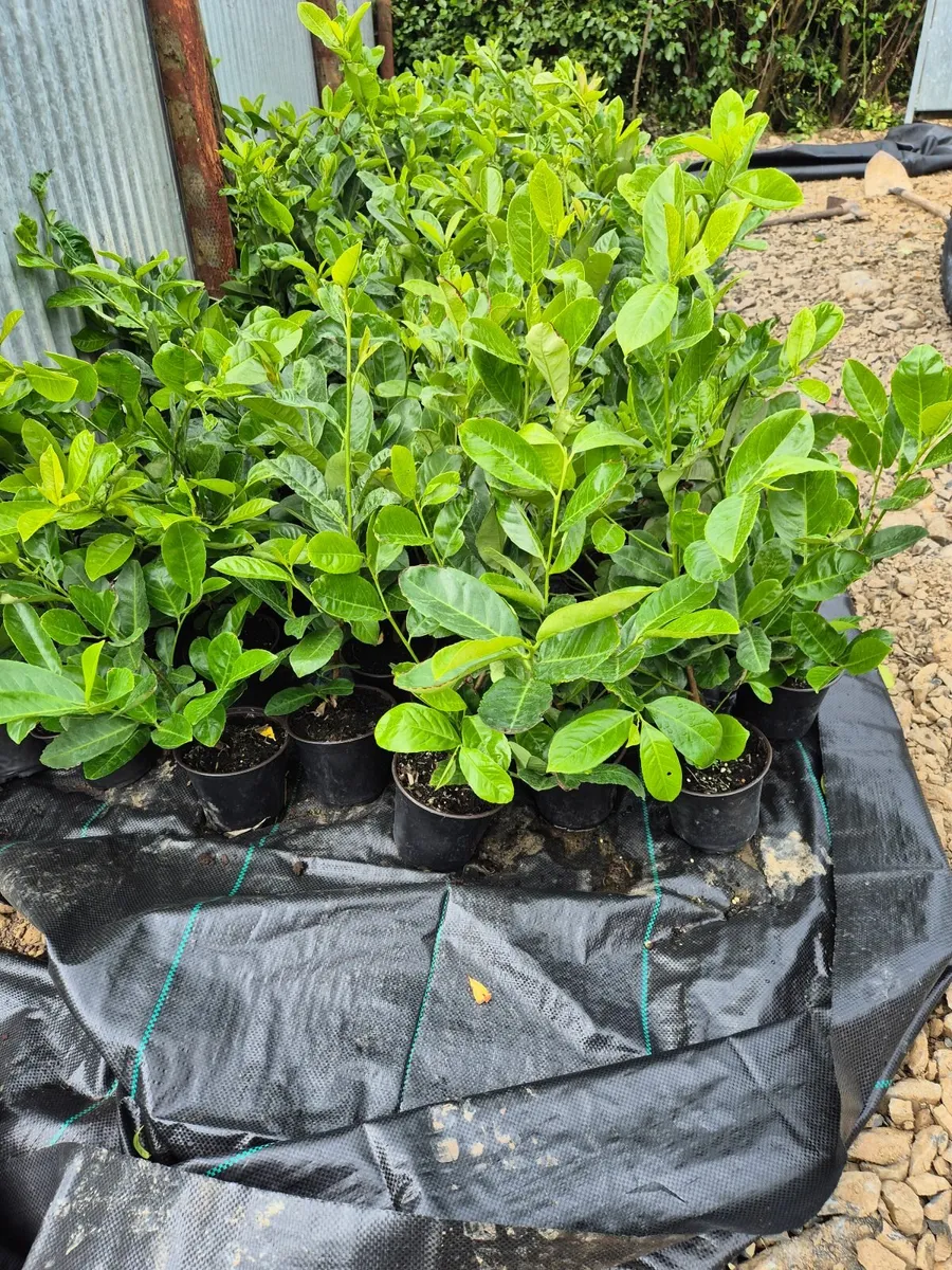 Box Hedging - Image 4