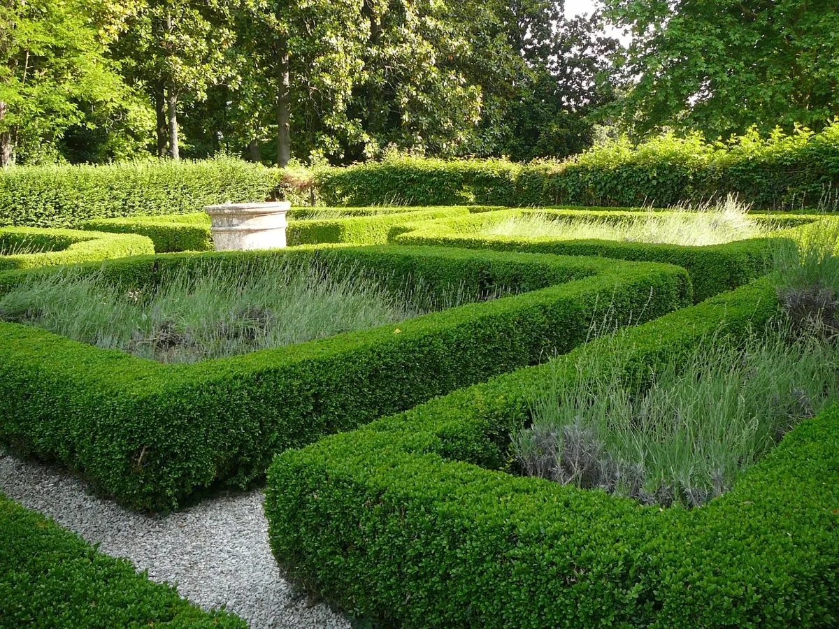 Box Hedging - Image 1