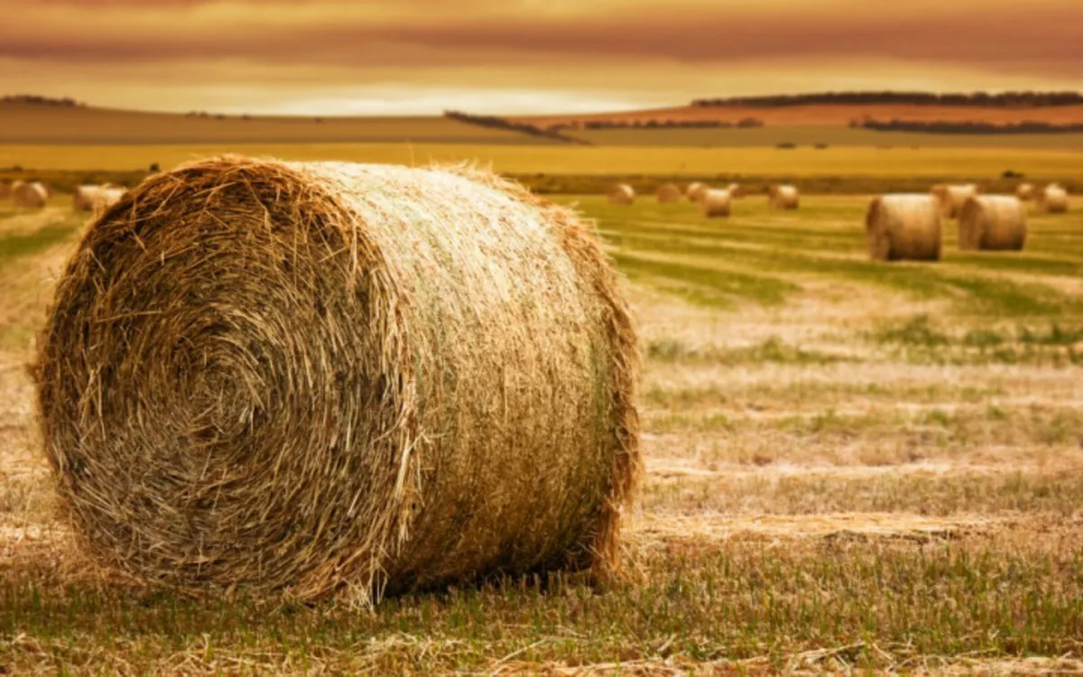 Meadow for sale