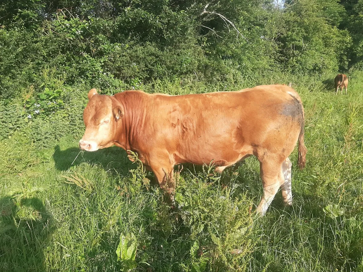 SCEP eligible Pbr limousin bulls - Image 1