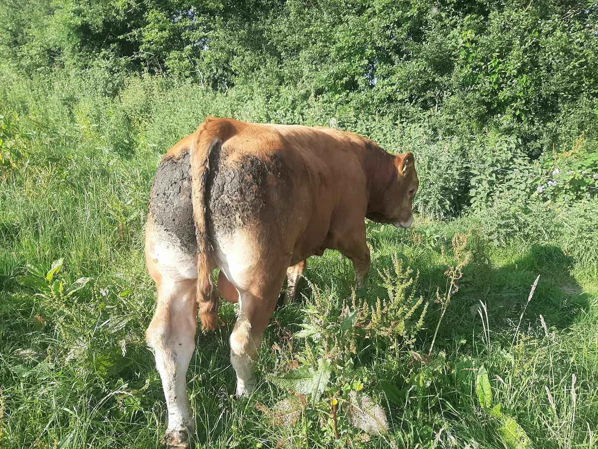 SCEP eligible Pbr limousin bulls - Image 2