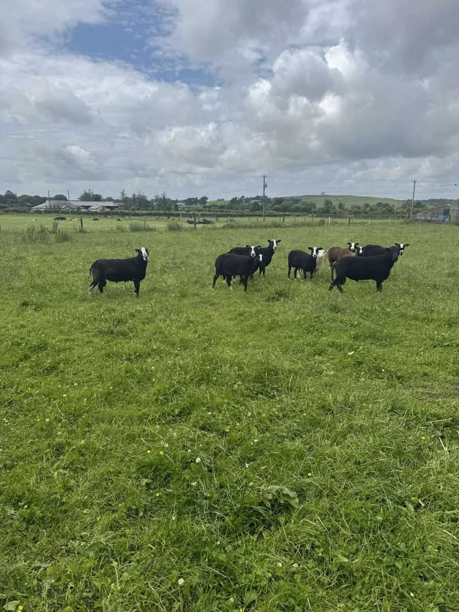 Zwartble ewes