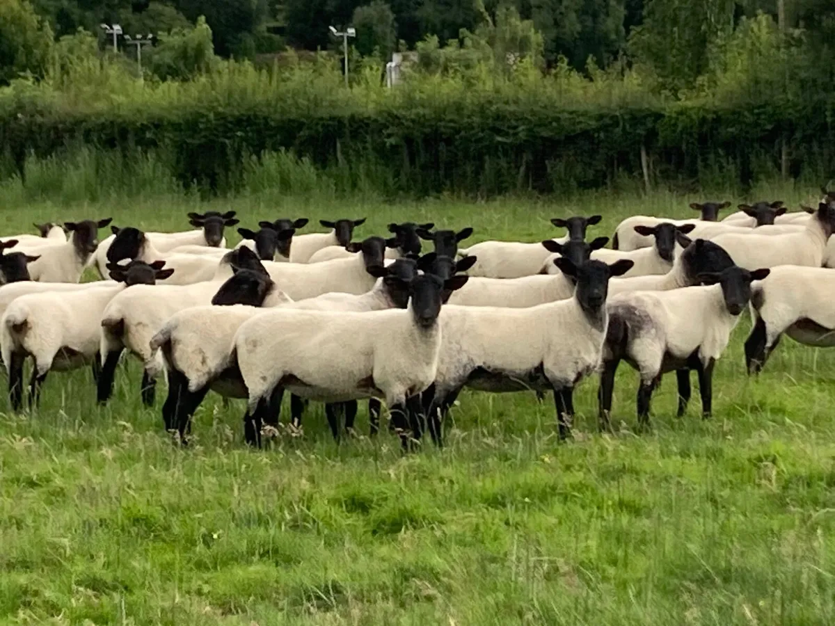 Sheep - Image 1