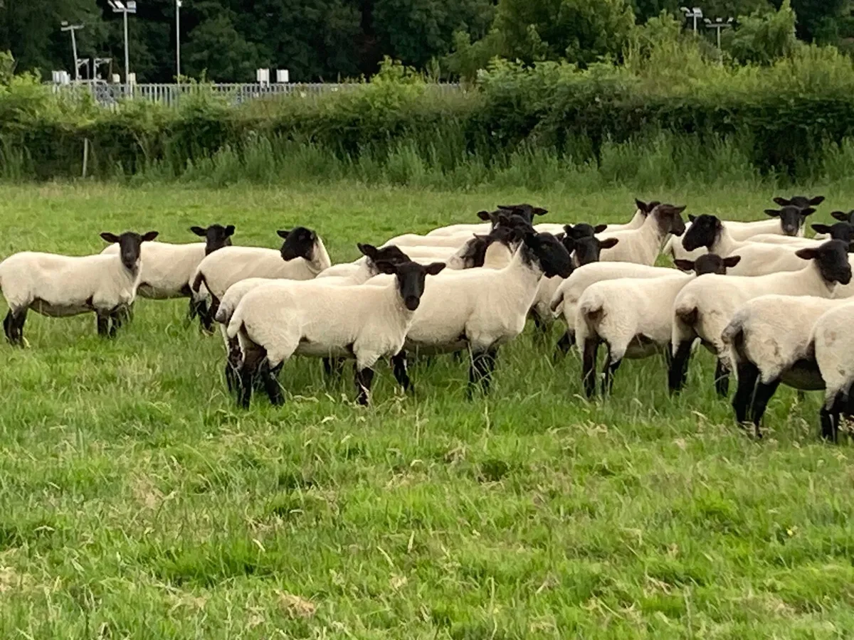 Sheep - Image 2