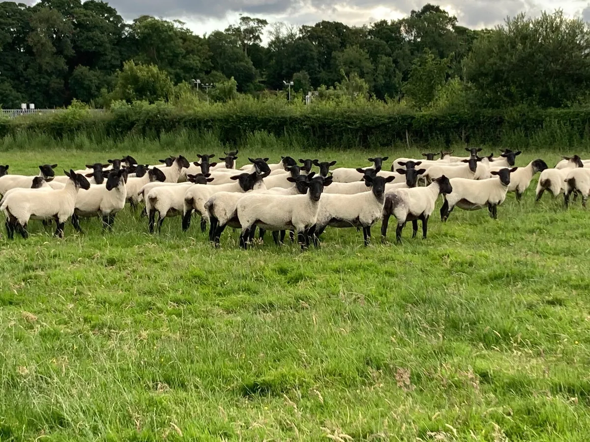 Sheep - Image 3
