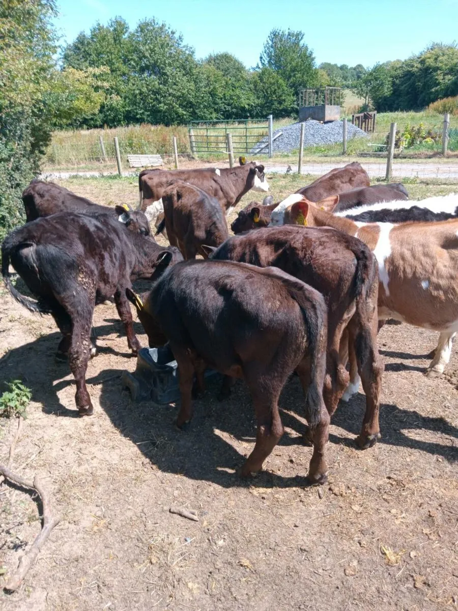 10 reared calves out on grass - Image 1