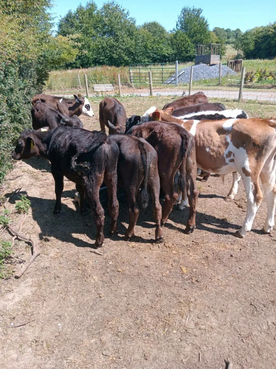 10 reared calves out on grass - Image 2