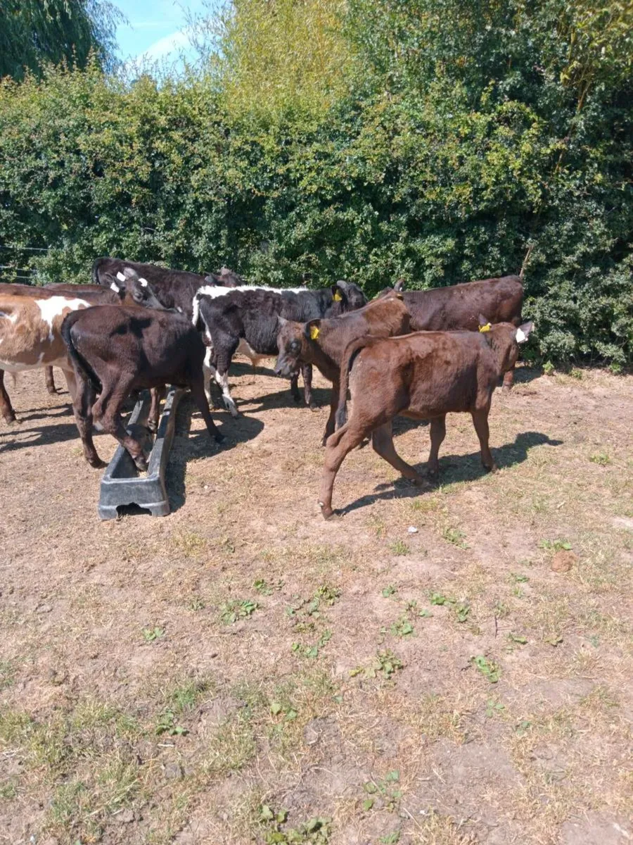 10 reared calves out on grass - Image 3